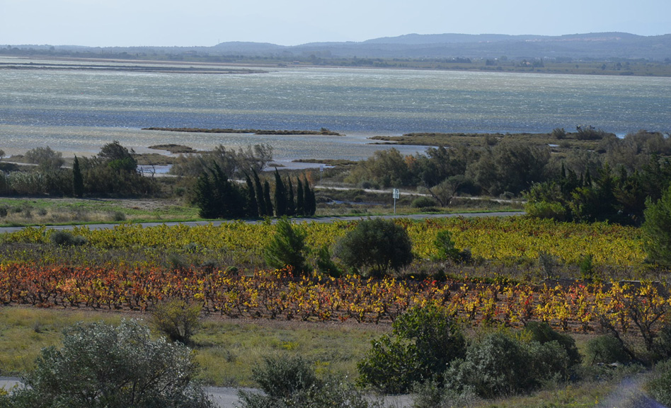 Etang de Leucate