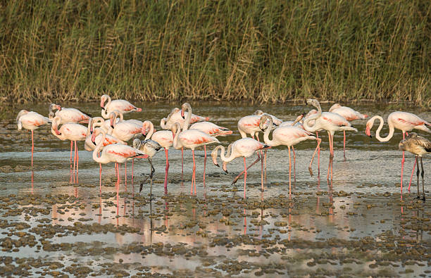 Flamants roses